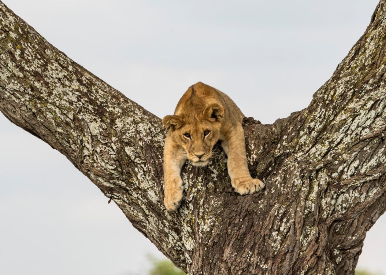 Ngorongoro Lodge Member Of Melia Collection - The Leading Hotels Of The World Exterior photo