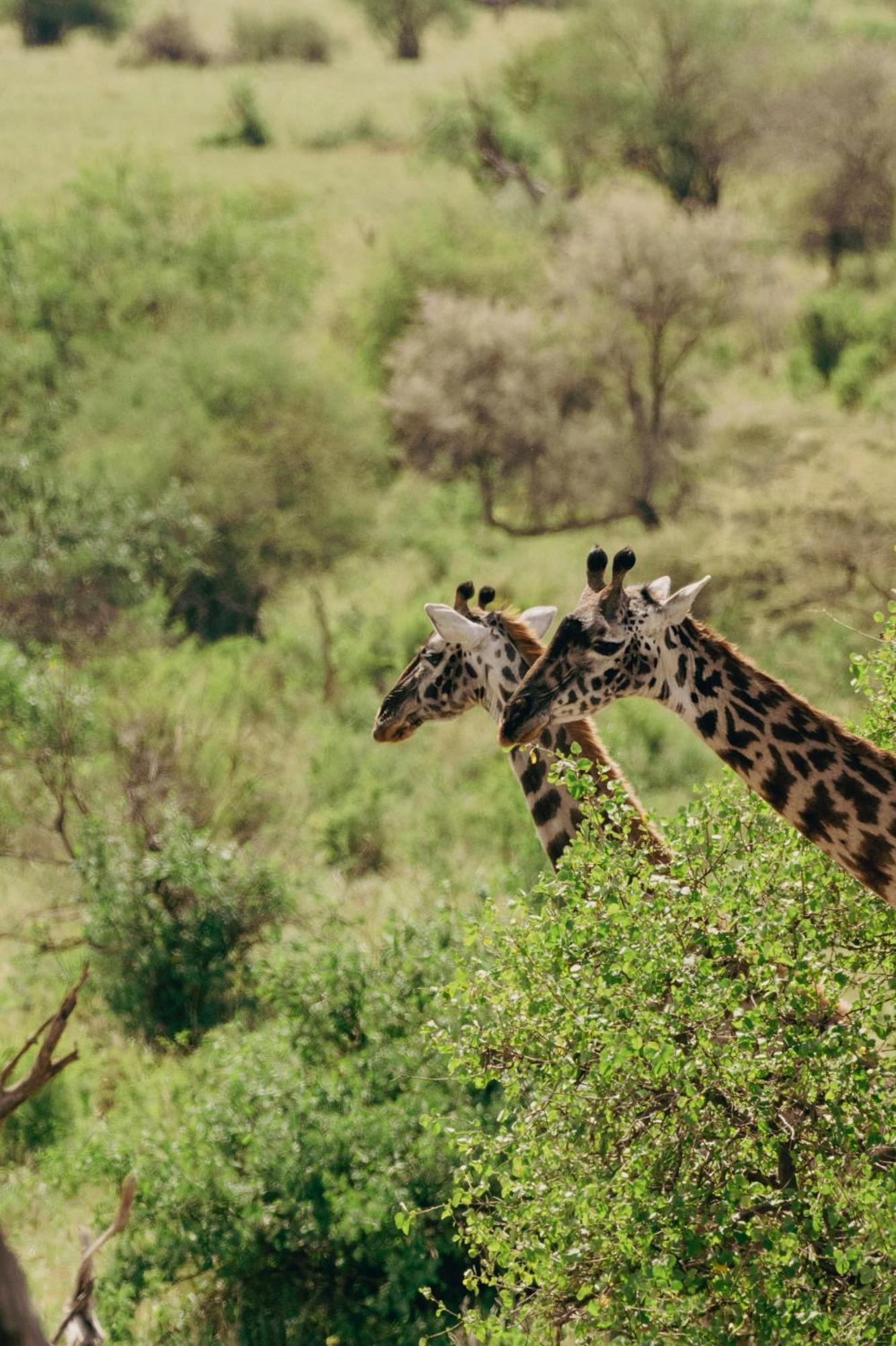Ngorongoro Lodge Member Of Melia Collection - The Leading Hotels Of The World Exterior photo